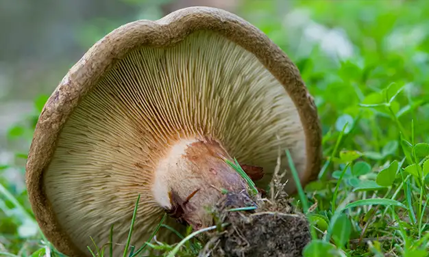 Photo de champignon paxille enroulé
