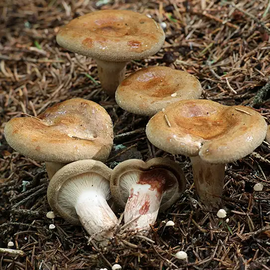 Photo de champignon paxille enroulé