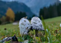 photo de champignon de prairie