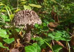 photo de champignon rare