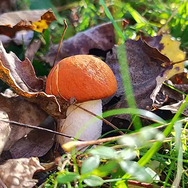 Photo de champignon rouge