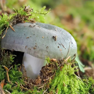 Russule charbonnière : champignon comestible, identification et habitat