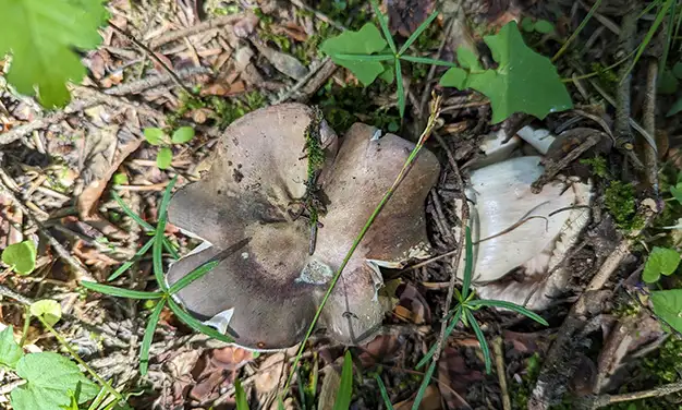Photo de champignon russule charbonnière