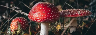 Comment reconnaître un champignon toxique ?