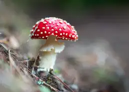 photo de champignon toxique