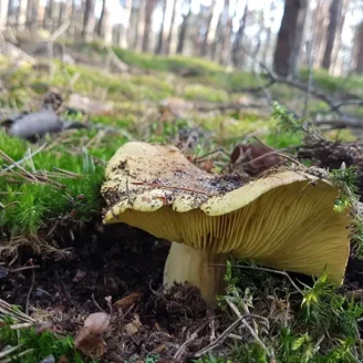 Tricholome équestre : champignon toxique, identification et risques