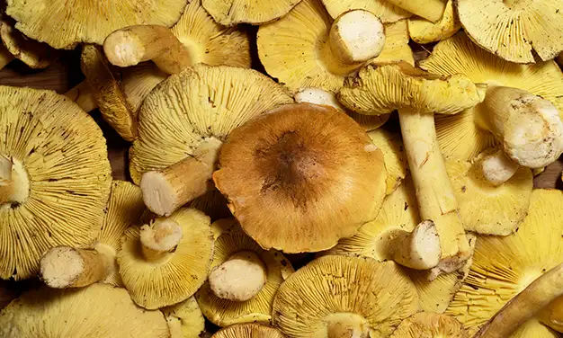 Photo du champignon tricholome équestre