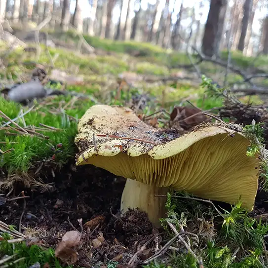 Photo du champignon tricholome équestre
