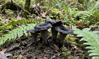 Sécher ses champignons : déshydrateur, four ou air libre ?