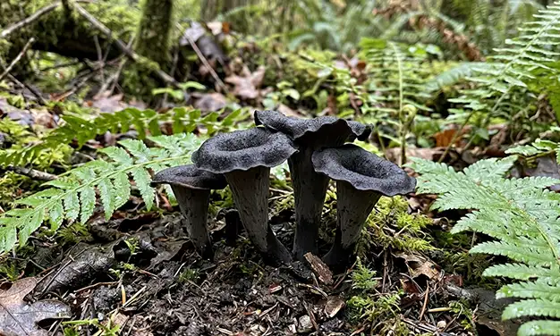 Photo de champignon trompette de la mort