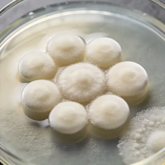 Photo du champignon candida albicans