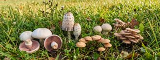 Champignons de prairie : liste des espèces les plus courantes