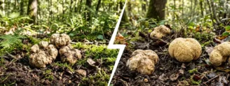 Truffe Bianchetto vs truffe blanche : comment les différencier ?