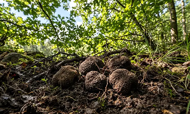photo du champignon truffe d'été