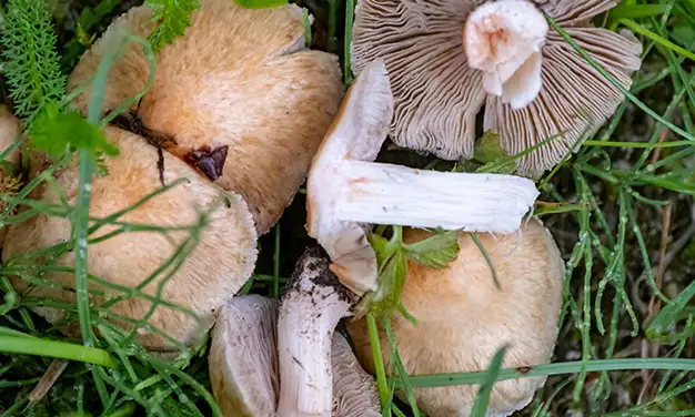 Photo de champignon inocybe de patouillard