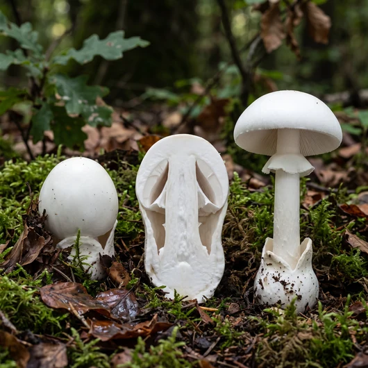 Jeunes amanites blanches sous différents angles, dont un œuf coupé montrant l'ébauche du champignon