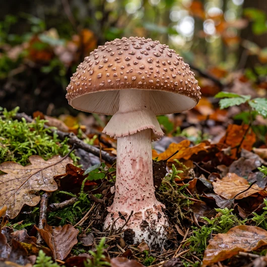 Amanite rougissante (Amanita rubescens) entière dans un sous-bois, chapeau brun-rougeâtre à verrues grisâtres, anneau strié et base bulbeuse