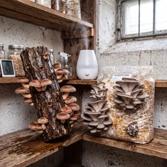 Cultiver des champignons chez soi : le guide complet