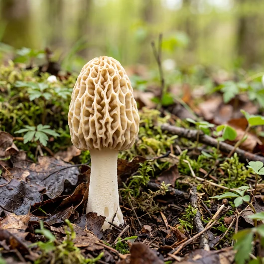 Photo de champignon morille délicieuse