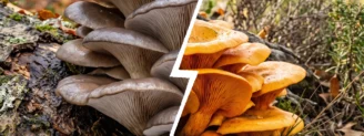 Pleurote en huître vs pleurote de l’olivier : comment les distinguer ?