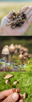Les champignons hallucinogènes en France : ce qu&rsquo;il faut savoir