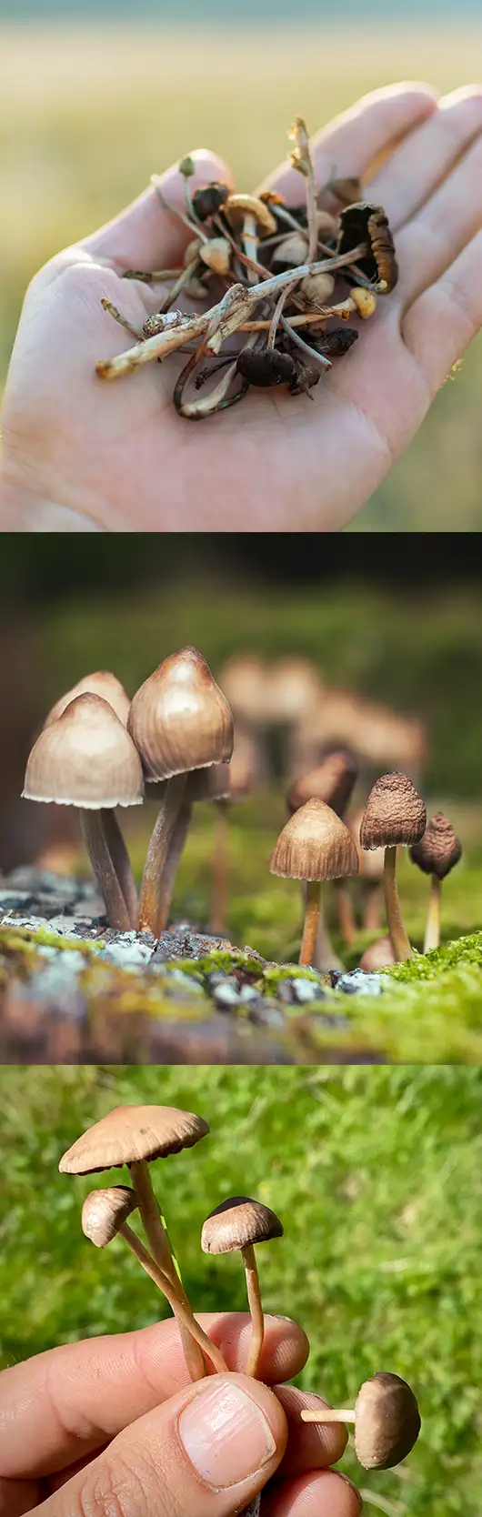 Psilocybe semi-lancéolé en entier : chapeau conique à mamelon pointu et long pied fin et sinueux dans l’herbe