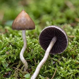 Les champignons hallucinogènes en France : ce qu&rsquo;il faut savoir