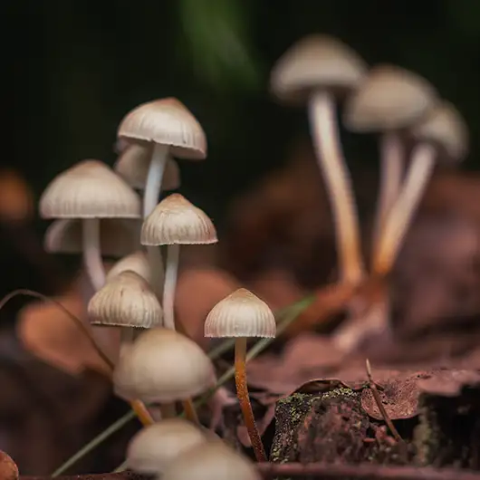 Psilocybe semi-lancéolé (Psilocybe semilanceata) dans l’herbe d’une prairie : petit chapeau conique à mamelon pointu et pied grêle sinueux