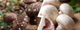 Shiitaké vs champignon de Paris : lequel choisir en cuisine ?