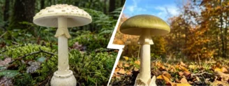 Amanite citrine vs amanite phalloïde : bulbe bordé ou volve en sac ?