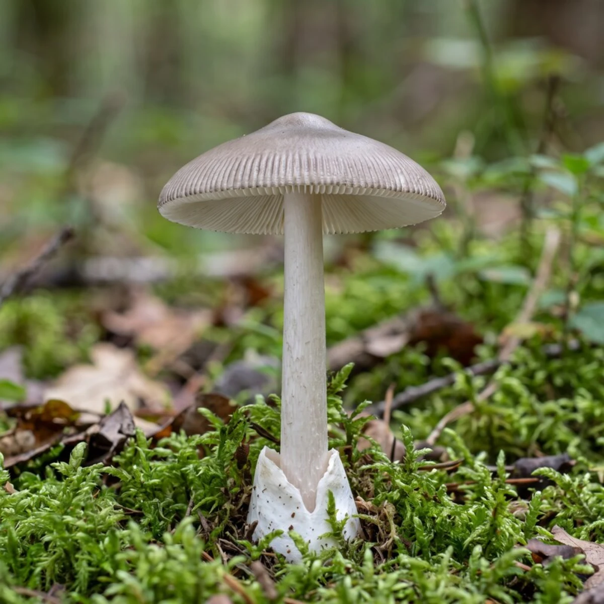 Photo de champignon amanite vaginée (grisette)