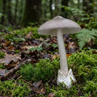 Amanite vaginée (grisette) : l’amanite grise sans anneau