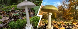 Grisette vs amanite phalloïde : l&rsquo;anneau change tout