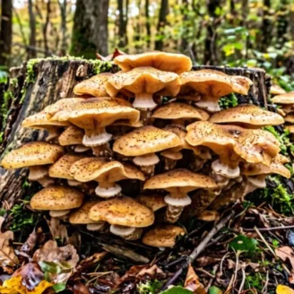 Le mycélium et le réseau forestier : les arbres se parlent-ils vraiment ?