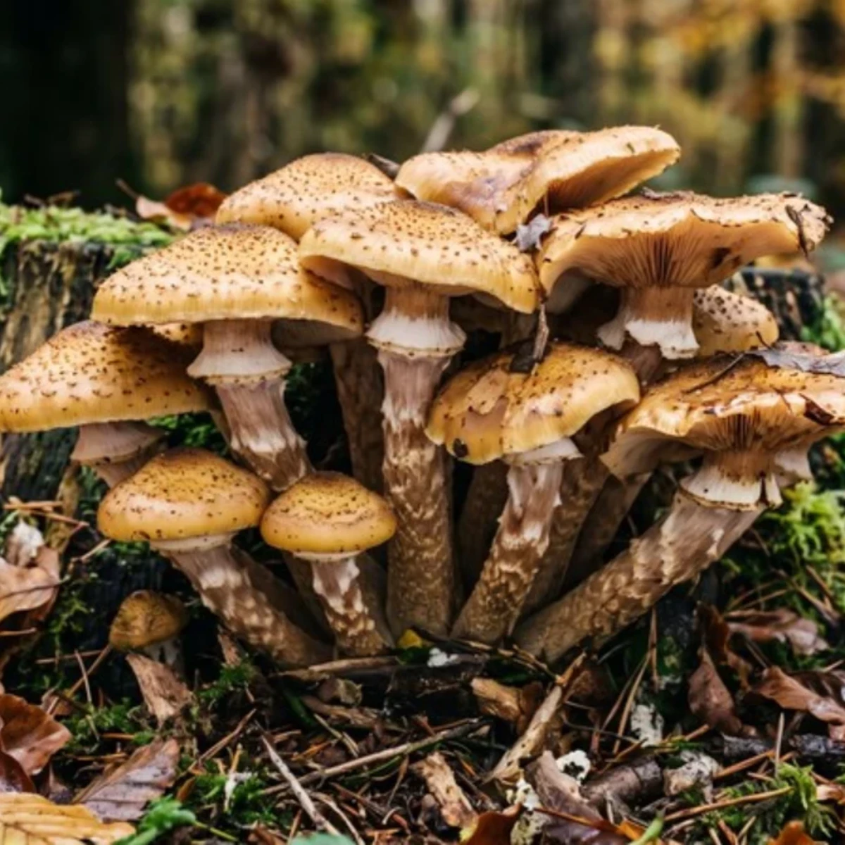 Photo de champignon armillaire couleur de miel