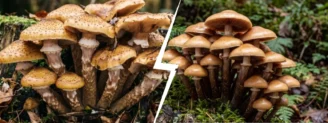Armillaire couleur de miel vs galérine marginée : bien trier sa touffe