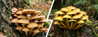 Armillaire vs hypholome en touffe : trier les champignons de souche