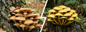 Armillaire vs hypholome en touffe : trier les champignons de souche