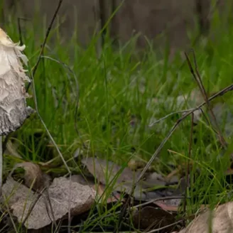 Champignon blanc : comestible ou dangereux ?