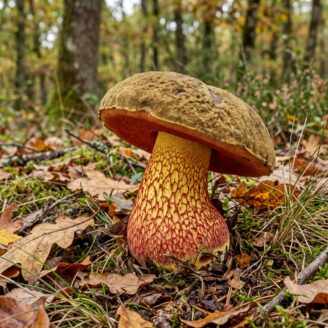 Bolet blafard : comestible ou dangereux ? Le guide complet