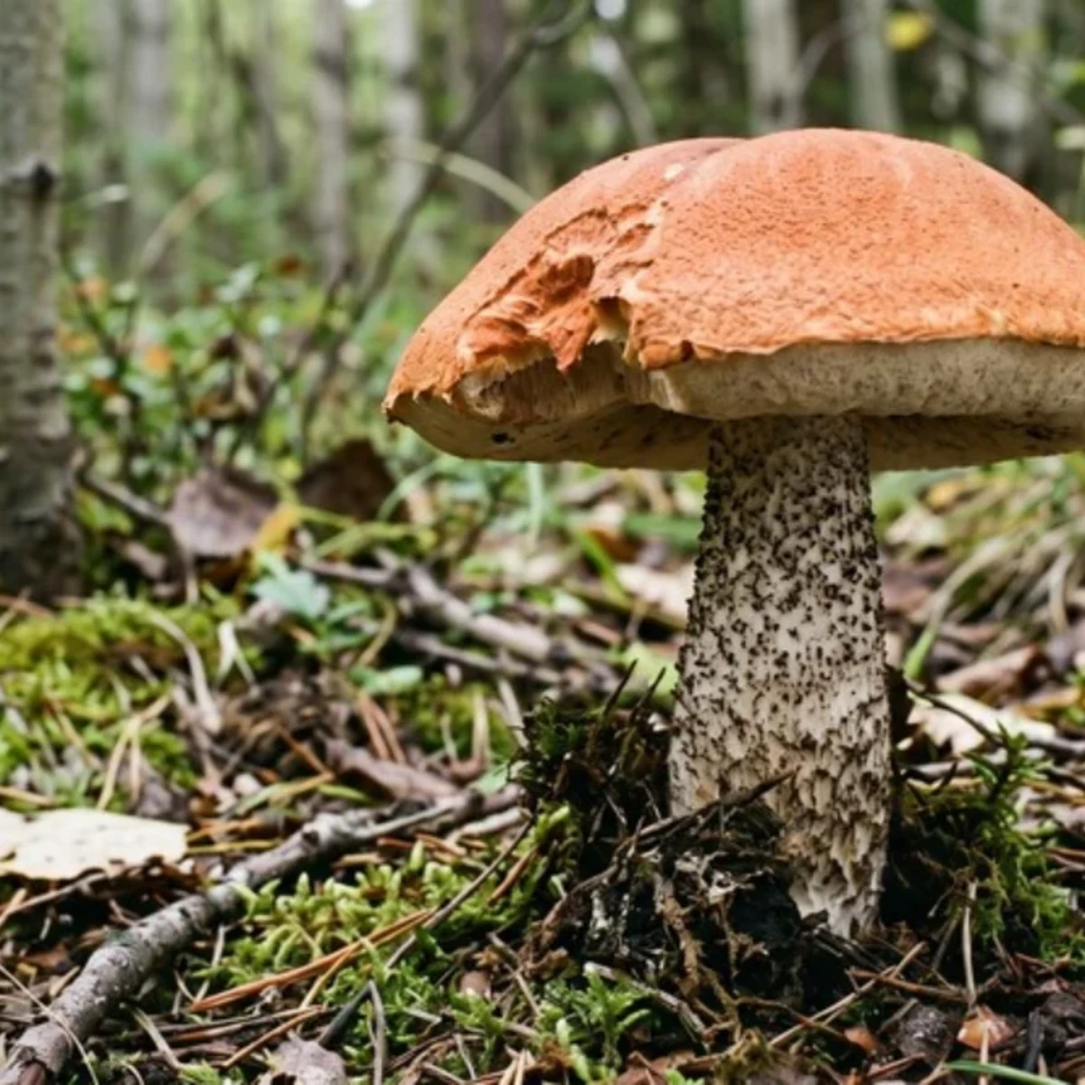 Photo de champignon bolet orangé