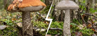 Bolet orangé vs bolet rude : l&rsquo;arbre fait la différence