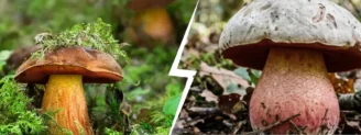 Bolet à pied rouge vs bolet Satan : deux bolets à pores rouges