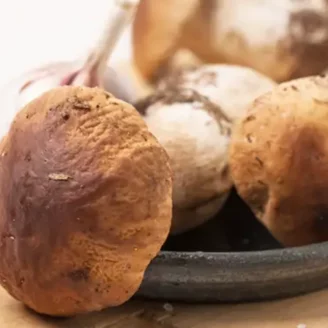 Cueillette des champignons : que dit la loi en France ?