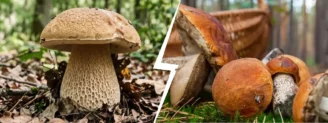 Cèpe d&rsquo;été vs cèpe de Bordeaux : le réseau du pied les sépare