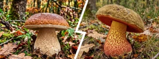 Cèpe de Bordeaux vs bolet blafard : la règle des pores