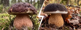 Cèpe des pins vs cèpe tête de nègre : deux cèpes sombres