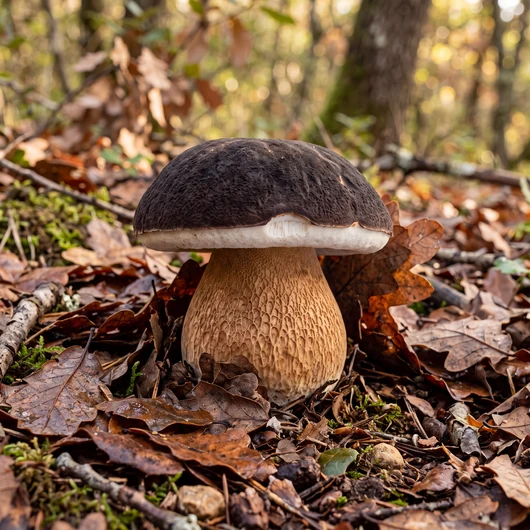 Cèpe tête de nègre (Boletus aereus) dans une chênaie : chapeau brun très foncé velouté et pied ventru à fin réseau