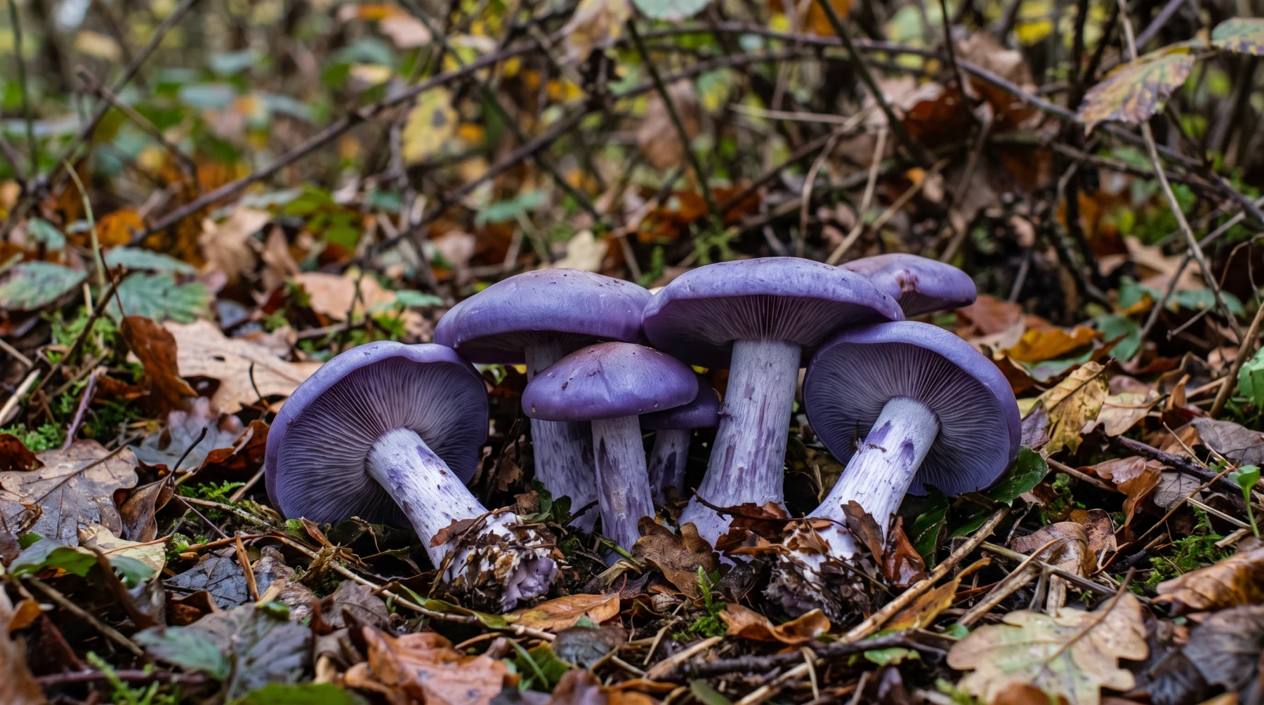 Champignons bleu violet dans les feuilles mortes en fin d'automne