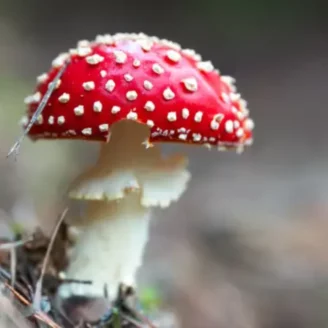 Champignon rouge : comestible ou dangereux ?